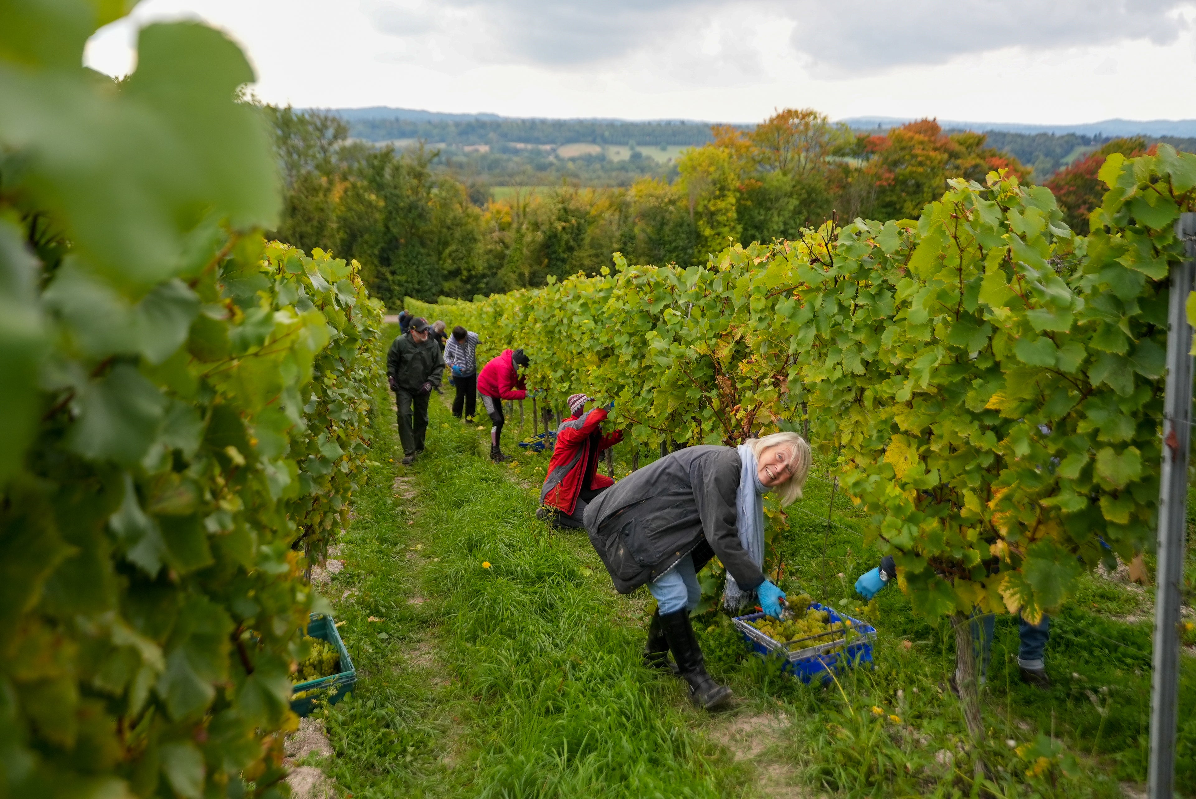 2025 Harvest: "They think It's all over, it is now!"