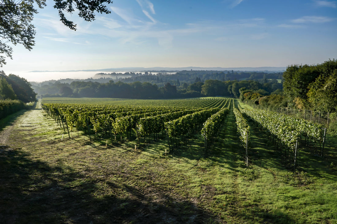 What Makes a Great Vineyard?
