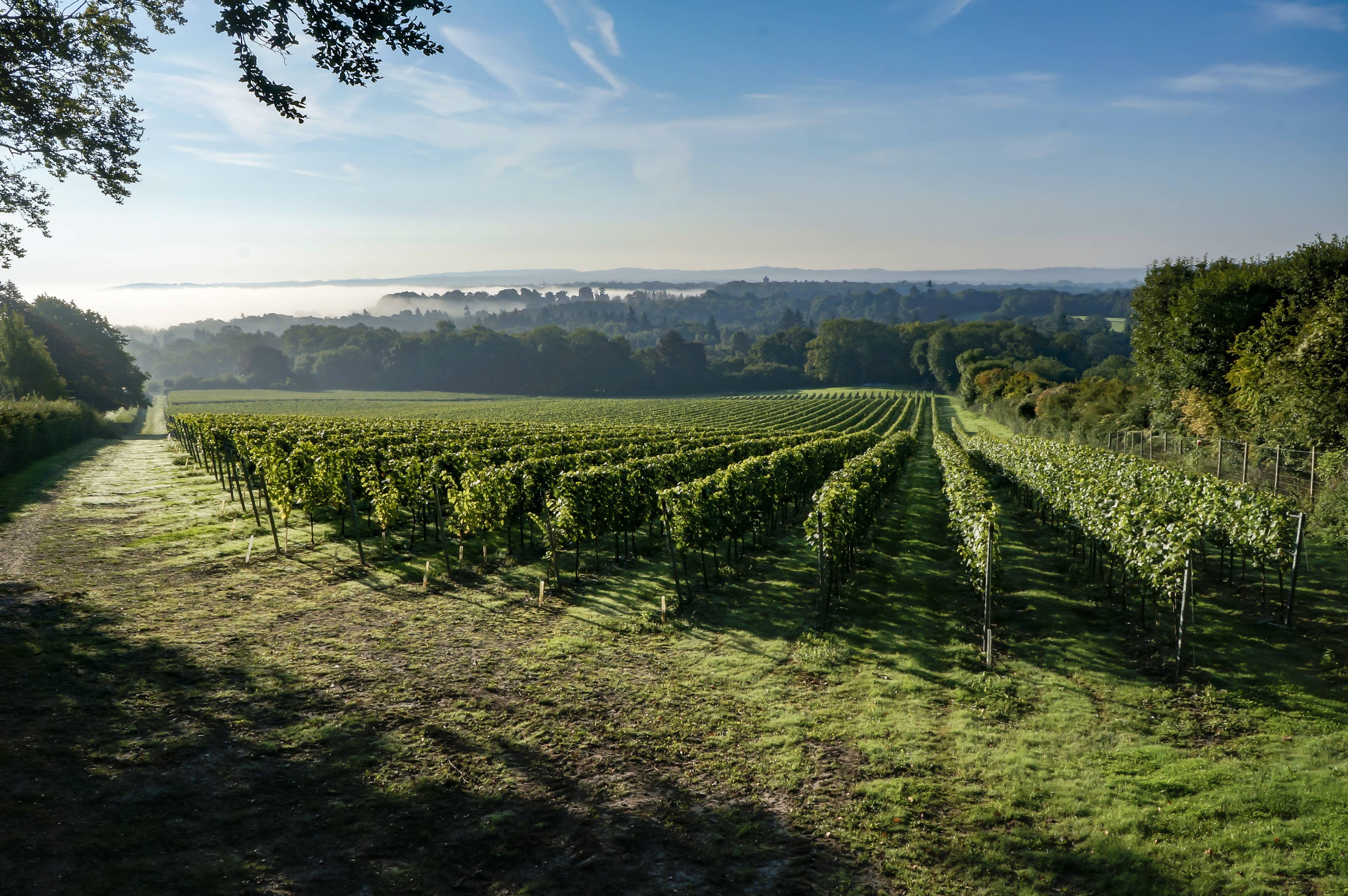 What Makes a Great Vineyard?