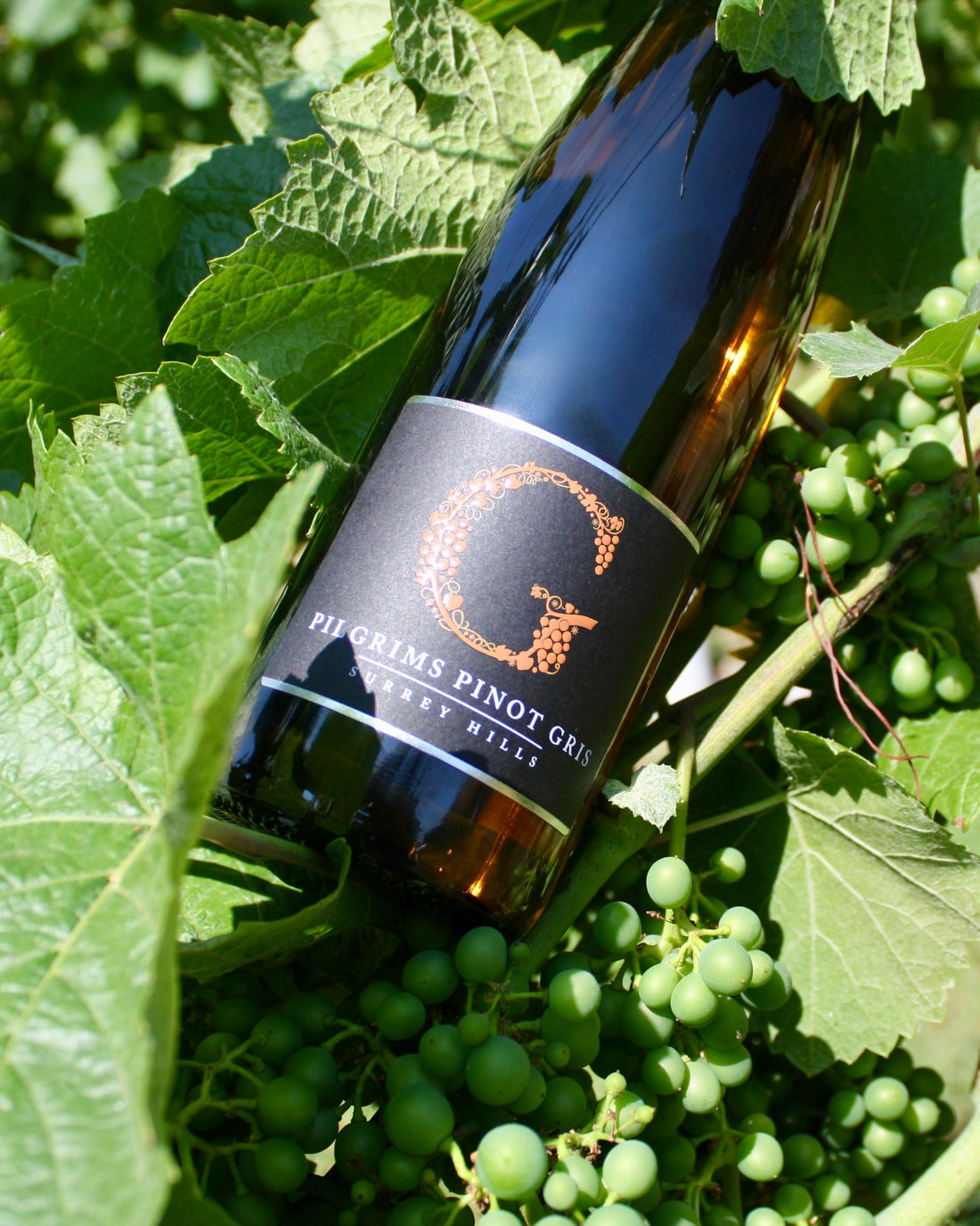 August vineyard update
