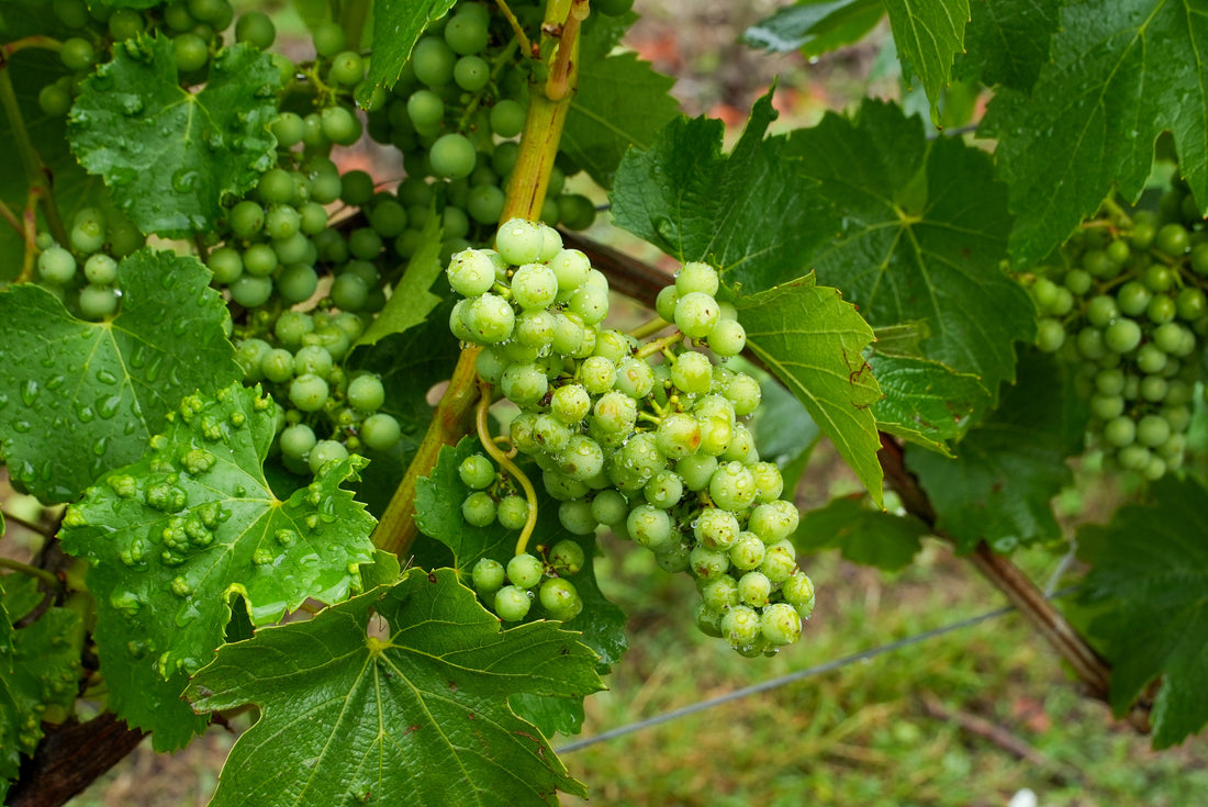 Spring News - New Still Wines
