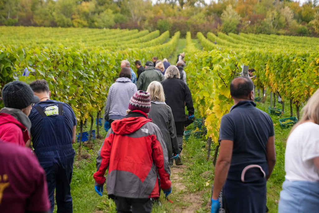 Harvest Volunteer Days 2026