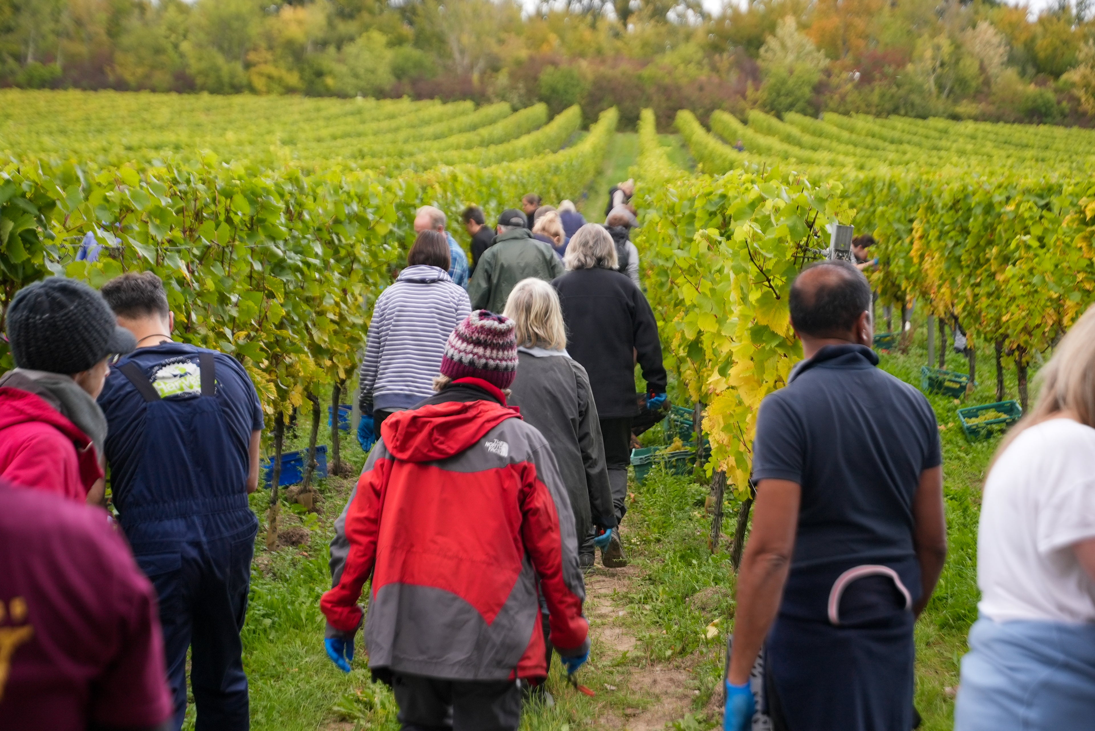 Harvest Volunteer Days 2026