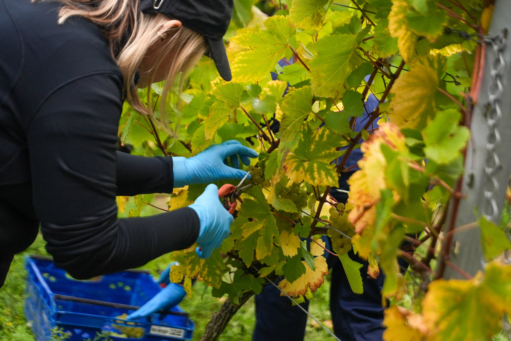 Harvest Volunteer Days 2026