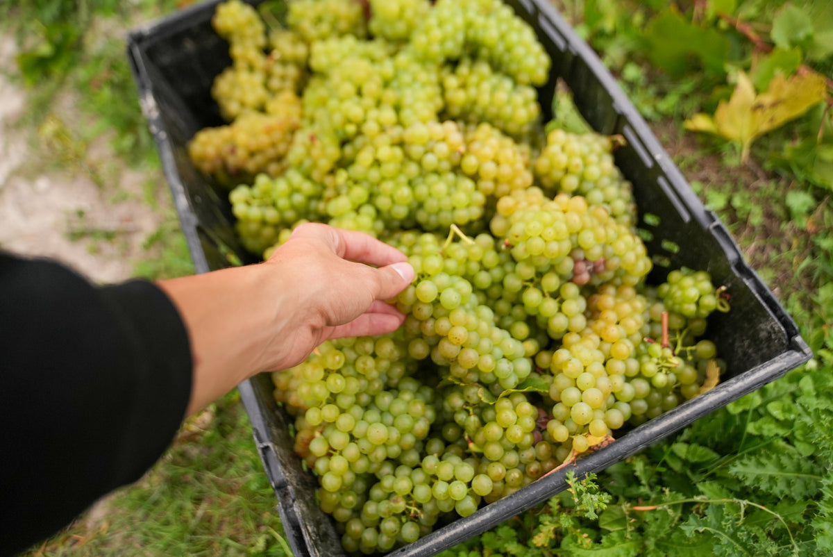 Harvest Volunteer Days 2026